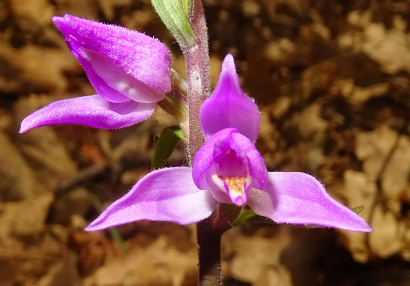 Cephalanthera rubra / Cefalantera rossa